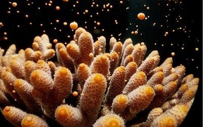 Mercanların Deniz Altında Gece Yarısı Buluşması