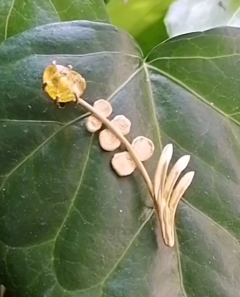 Citrine Taşlı Mimoza Broş